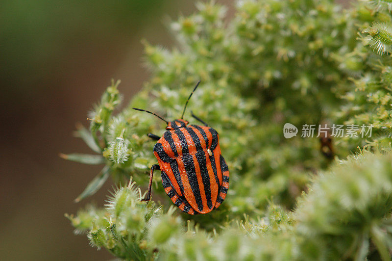 斯特里芬万泽 （格拉托索马线图）